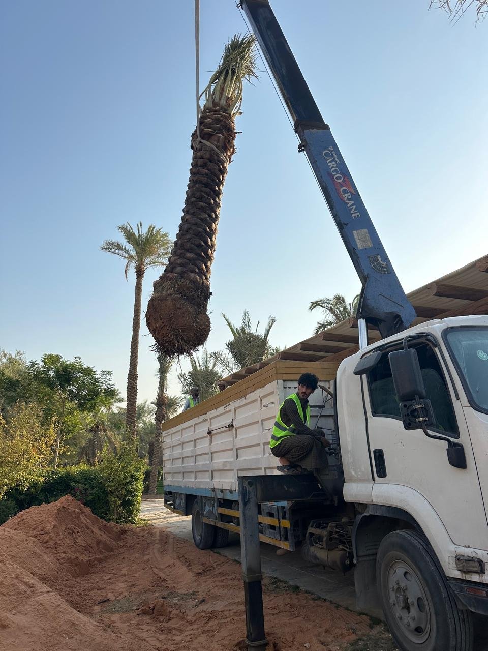 Palm & Landscape Tree Transplant Truck